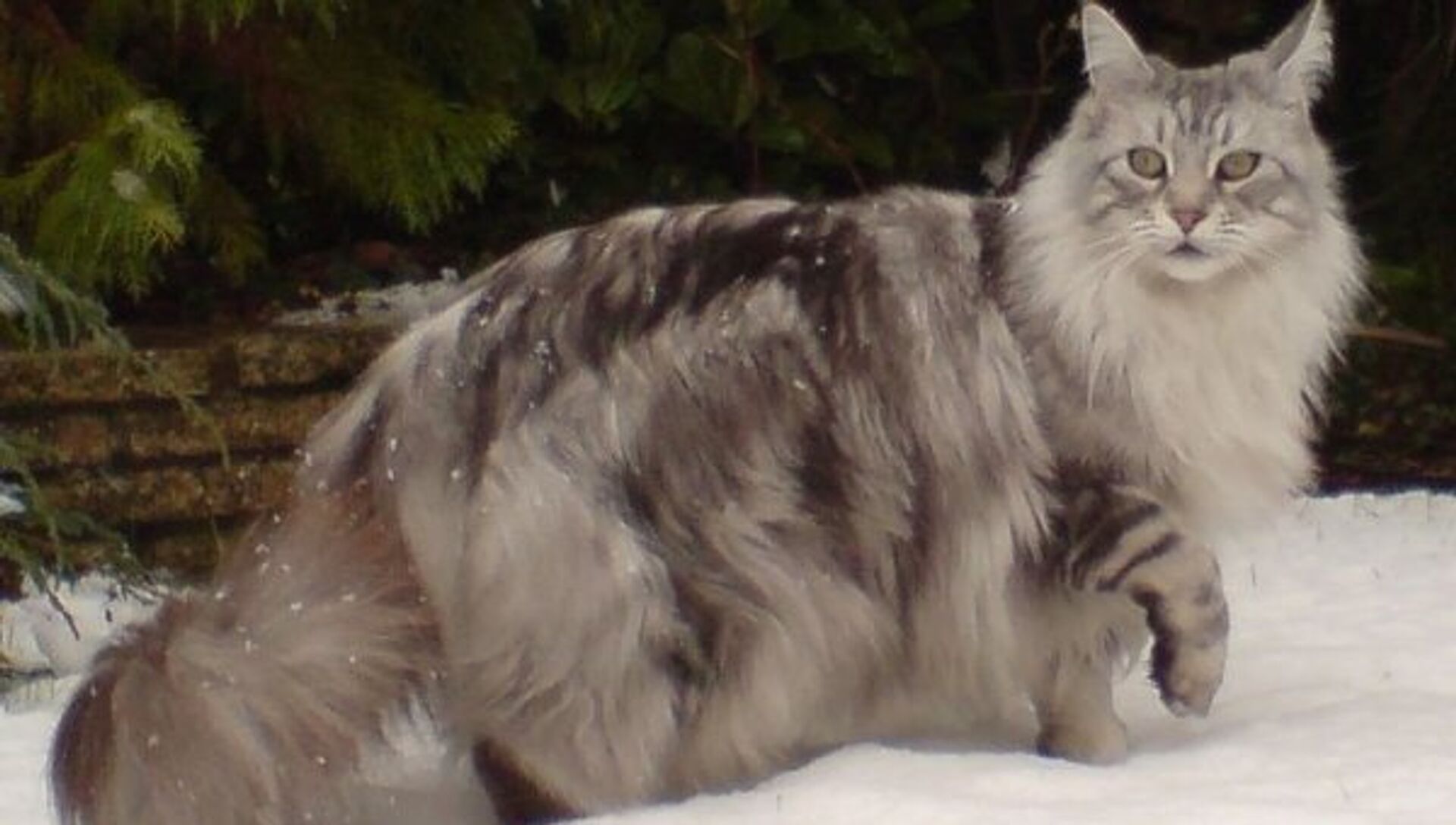 Большой Кот Порода Мейн Кун Фото