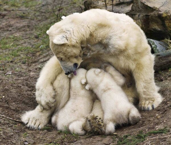 Белая медведица со своими детенышами