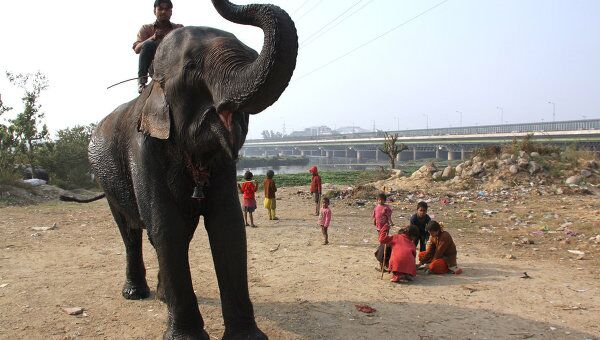 Слон и его погонщик в Индии. Архивное фото