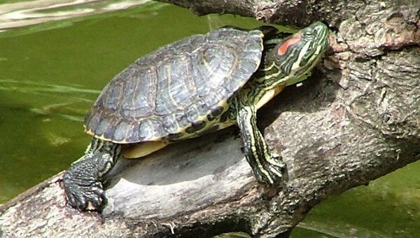 Красноухая черепаха, фото из архива