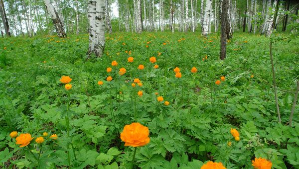 Природа Кемеровской области
