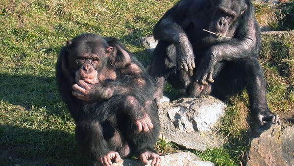 Шимпанзе-арбитры
