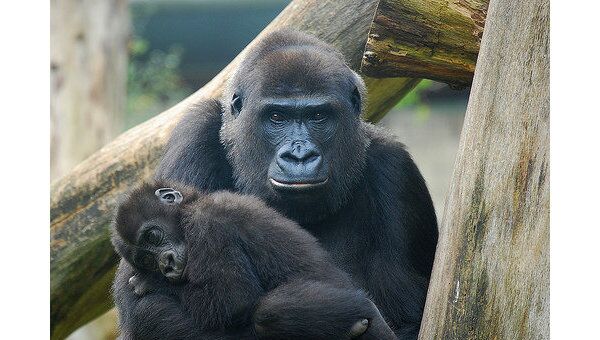 Семья горилл в Московском зоопарке вышла на солнышко