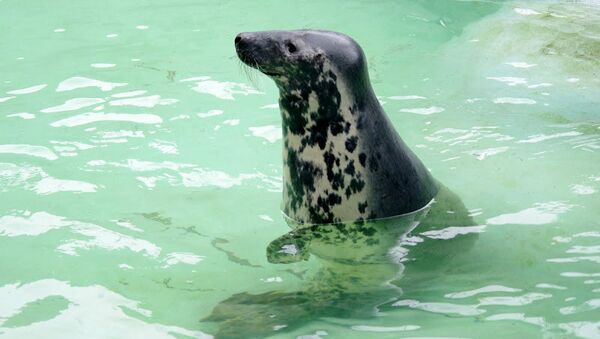 Тюлень родился в калининградском зоопарке - РИА Новости, 29.02.2020