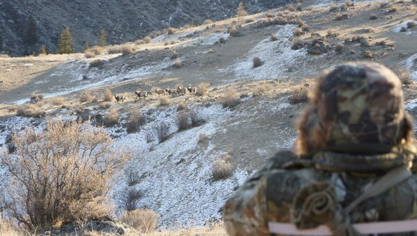 Сибирский горный козел в долине Аргута в Горном Алтае