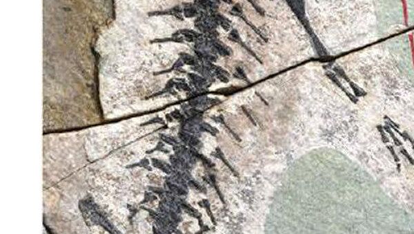 Древнейшая саламандра, обнаруженная Шубиным и Гао в отложениях горных пород в провинции Ляонин
