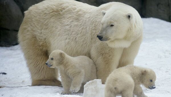 Новорожденные белые медвежата с медведицей