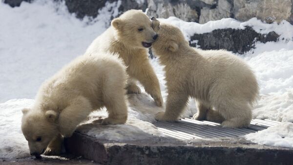 Новорожденные белые медвежата в Московском зоопарке