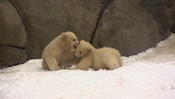 Белые медвежата играют в снегу на прогулке в столичном зоопарке