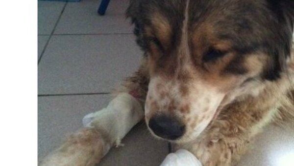 Москвские ветеринары выходили собаку после пяти ножевых ранених