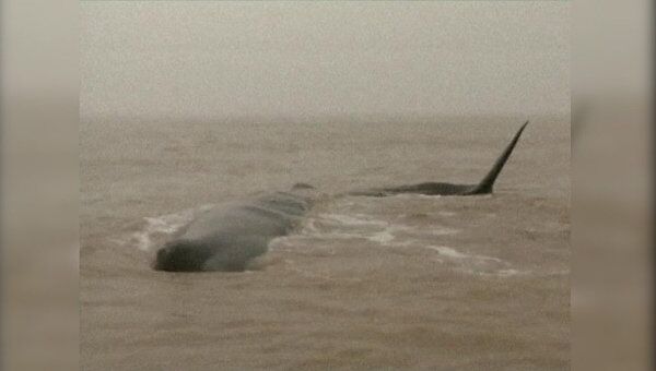 Кашалота, выбросившегося на берег, лодками оттаскивают на глубоководье