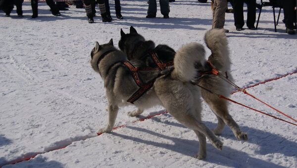 Последние зимние радости: гонки на собачьих упряжках под Кемеровом