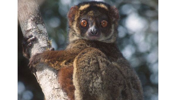 Предки лемуров могли попасть на Мадагаскар, путешествуя на плотах