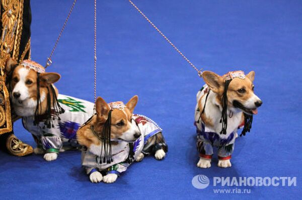 Международная выставка собак Евразия
