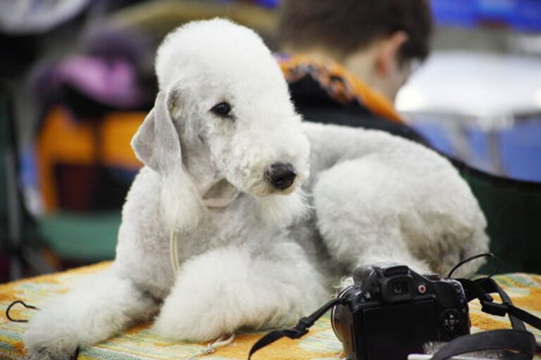 От догов до пуделей: крупнейшая выставка собак открылась в Москве