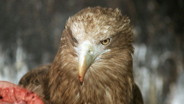 Раненого белоплечего орлана прооперировали в Сахалинском зоопарке