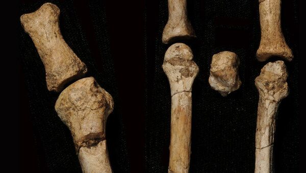 Окаменелые кости стопы человека из Буртеле, обнаруженные в Афарской области Эфиопии