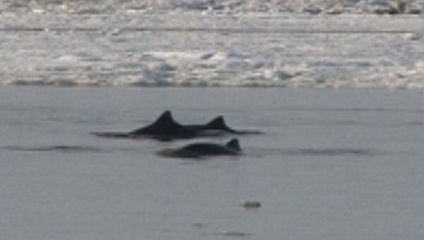 Дельфинов, попавших в ледовую ловушку в Азовском море, спас ветер