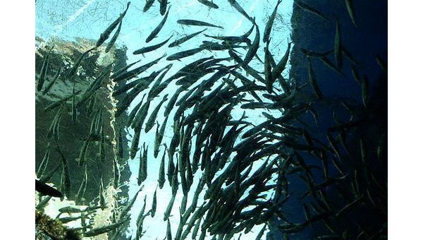 В 2010 году добыча лосося у берегов Сахалина и Курил может снизиться