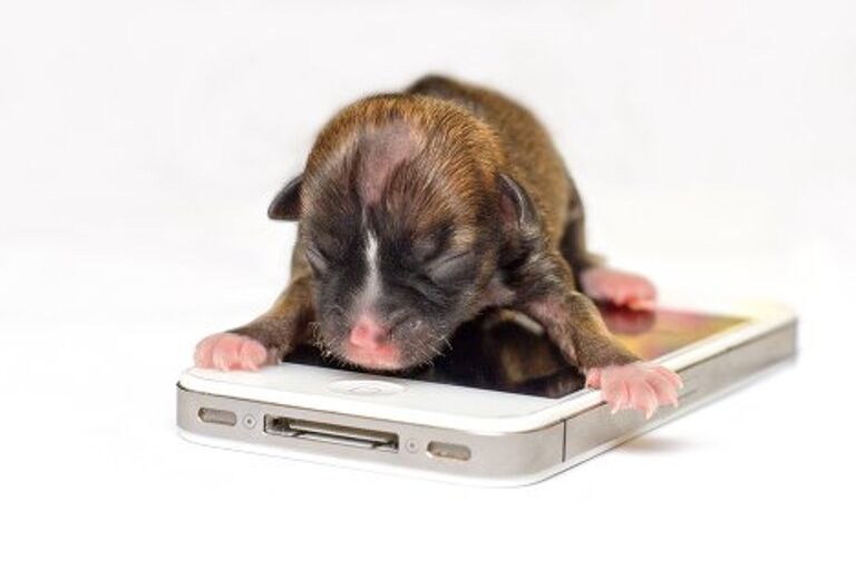 Бейонсе -такса, претендующая на звание самого маленького в мире щенка. 