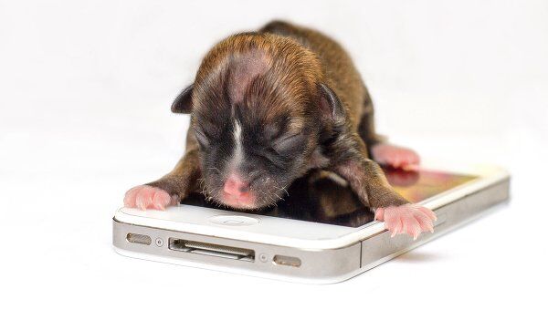 Бейонсе -такса, претендующая на звание самого маленького в мире щенка. 