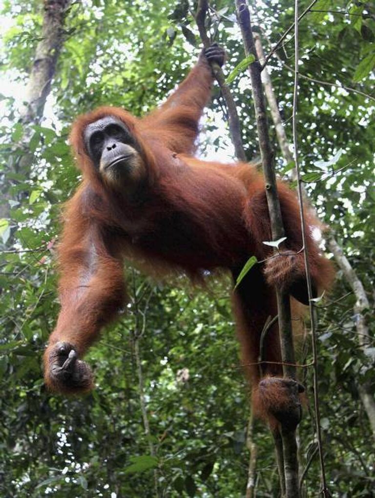 Орангутанг, Индонезия