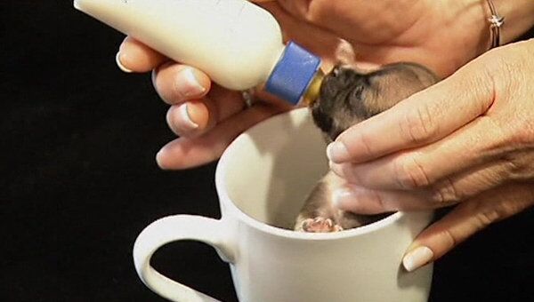 Ветеринары выхаживают щенка размером с кофейную чашку