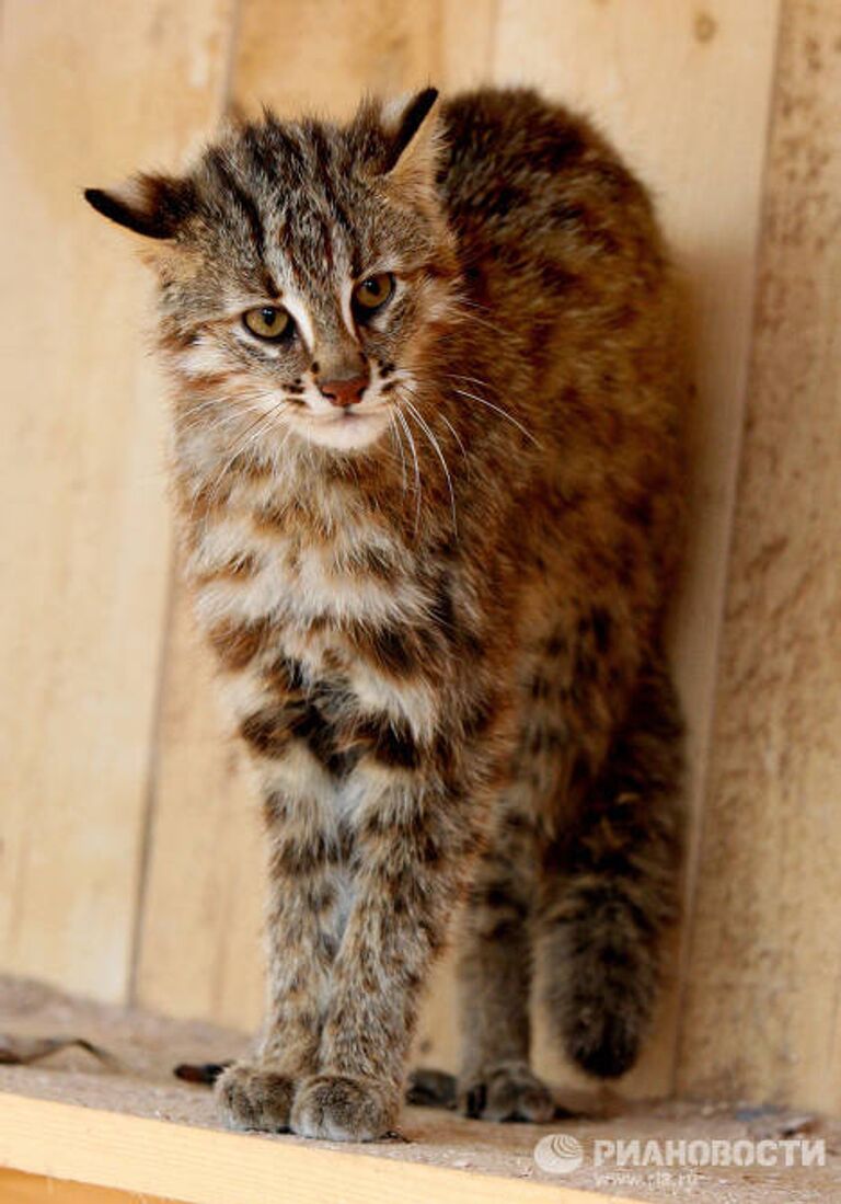 Котята дальневосточного лесного кота в зоопарке Садгород