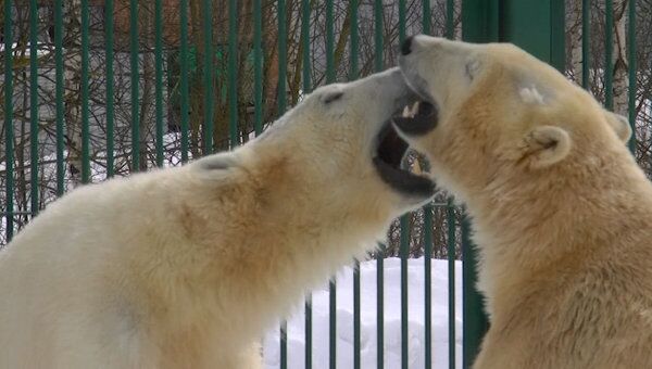 Медведь Айон целуется с невестой в питомнике Московского зоопарка