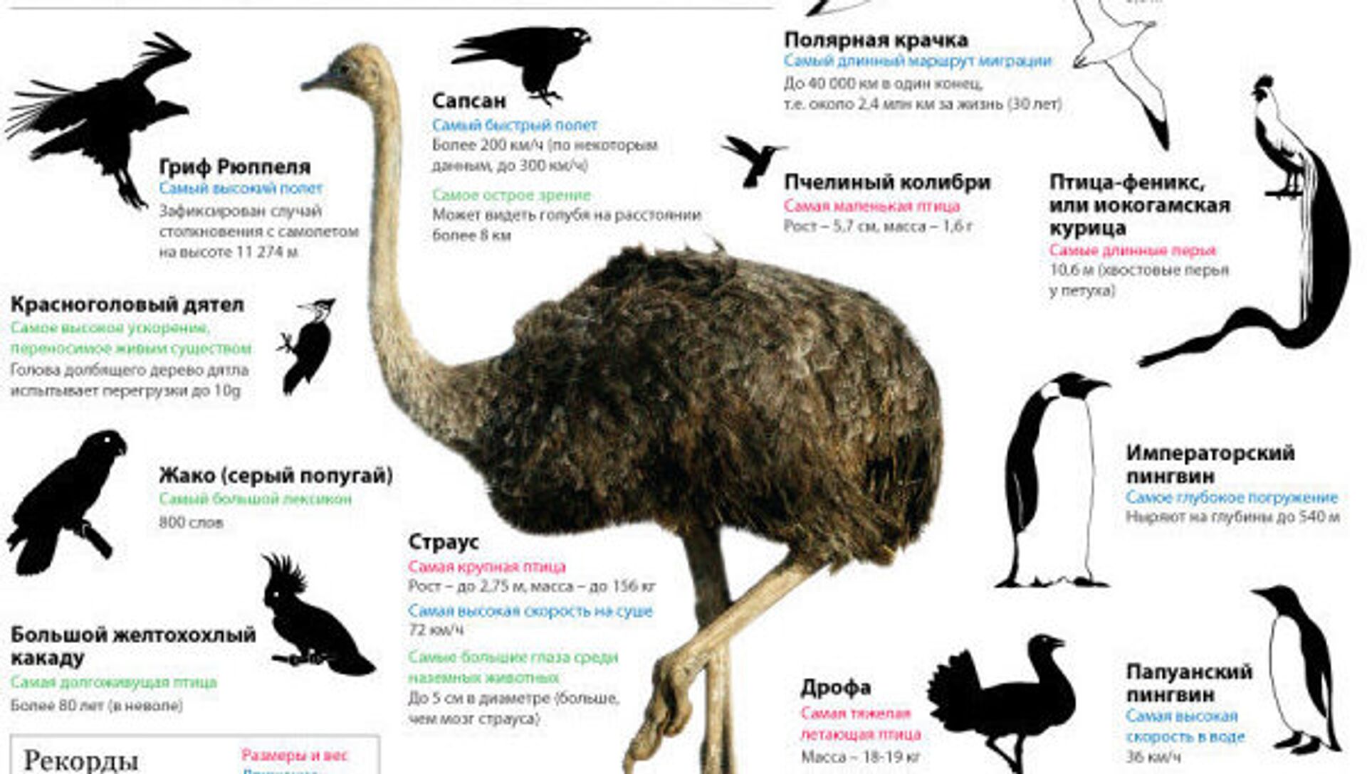 Сколько птиц в мире. Факты о птицах. Интересные акты о птиц. Страус. Самое удивительное птица факты.