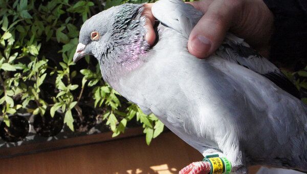 Промахнулся островом: на Курилах нашли почтового голубя из Японии