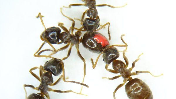 Здоровые особи съедают часть спор на теле зараженного муравья (помечен красным пятном)
