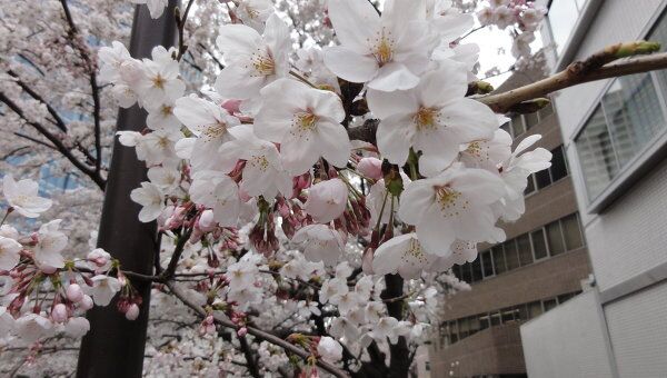 Цветение сакуры в Японии. Архивное фото