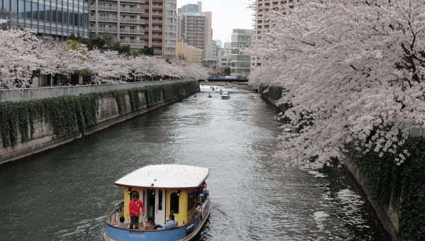 Цветение сакуры в Японии. Архивное фото