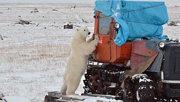 Белый медведь у кордона инспекторов 