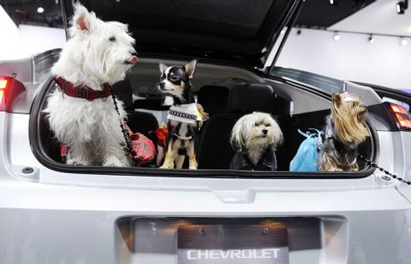 Собаки сидят в багажнике автомобиля Chevy Volt на международном автомобильном салоне в Нью-Йорке