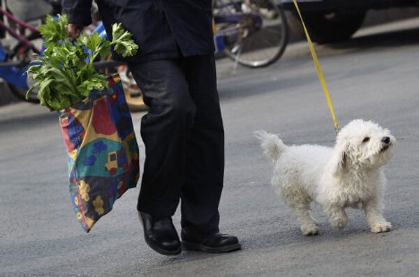 Житель Пекина идет с рынка со своей собакой