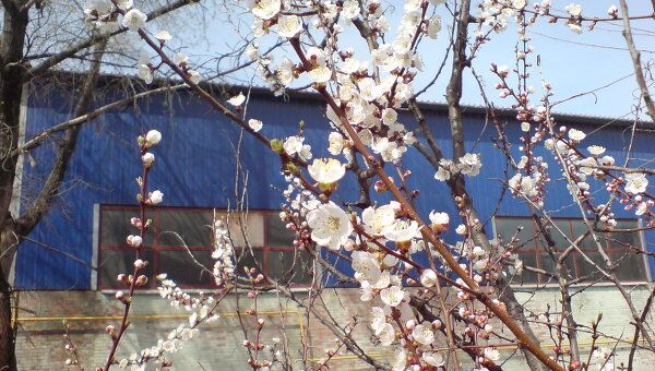 Весна в Донской столице 