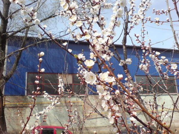 В розовые и белые одеяния нарядились плодовые деревья.