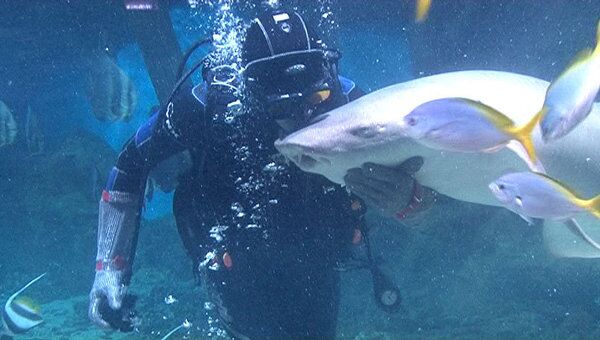 Дайвер-дрессировщик во время плавания танцует с акулами, кормит и целует их