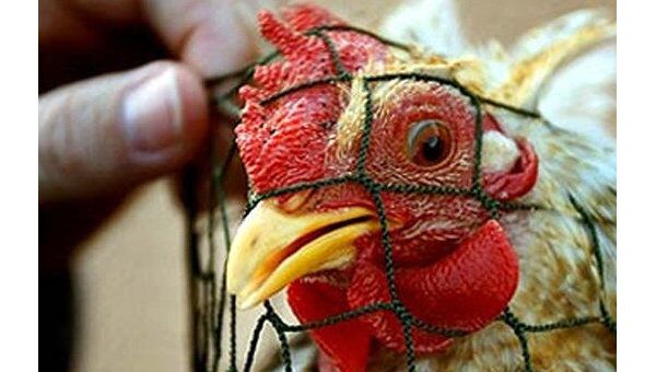 Новый случай заражения человека птичьим гриппом зафиксирован в Египте