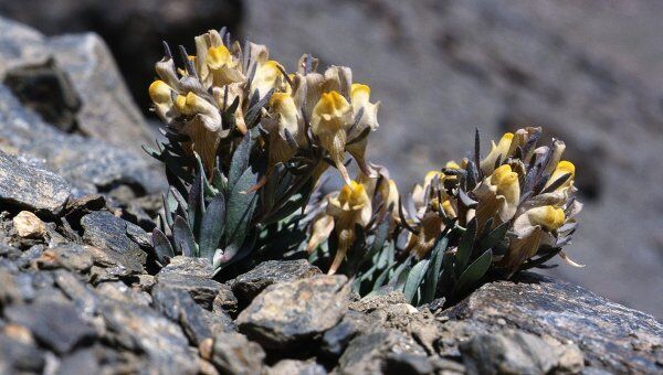 Альпийский цветок льнянка (Linaria glacialis), ареал обитания которого сокращается под давлением захватчиков с нижних склонов гор