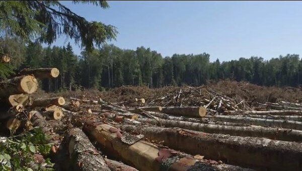 Инвестиционная привлекательность лесной отрасли России