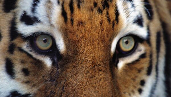 Тигр, архивное фото