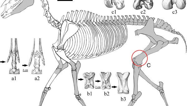 Скелет древней лошади гиппариона Hipparion zandaense, который помог ученым уточнить время появления Тибета