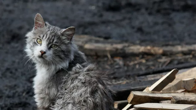 Кот во дворе приюта для бездомных животных. Архивное фото
