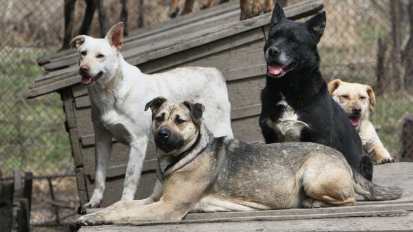 Собаки во дворе приюта для бездомных животных. Архив