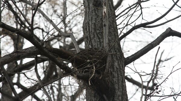 Гнездо в Кузьминском парке