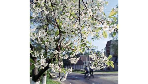Фестиваль цветущей вишни начинается в Вашингтоне