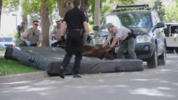 Полицейские уронили с дерева медведя, вызвавшего переполох в студгородке